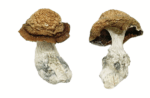 Buy Makilla Gorilla Magic Mushrooms
